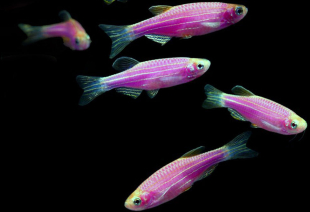 Даніо бузковий GloFish 2-3 см - фото №5