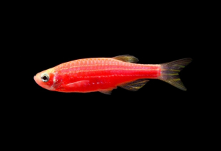 Данио красный GloFish 2-3 см - фото №2