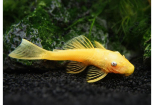 Анциструс L 144 голд 3-4 см - фото №3
