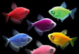 Тернеция розовая GloFish 2-3 см - фото №5