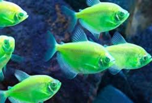 Тернеция салатовая GloFish 2-3 см - фото №4