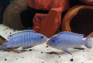 Псевдотрофеус соколова 5-6 см - фото №5