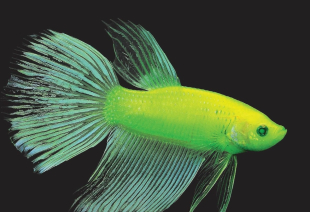 Півник підлітки GloFish 3-4 см - фото №4