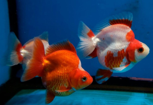 Риукин ассорти 9-10 см - фото №5