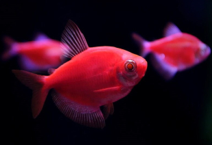 Тернеція червона GloFish 2-3 см - фото №2