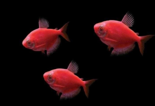 Тернеція червона GloFish 2-3 см - фото №3