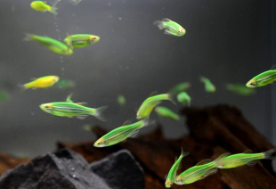 Даніо зелений GloFish 2-3 см - фото №2