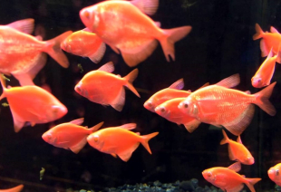 Тернеція помаранчева GloFish 2-3 см - фото №4
