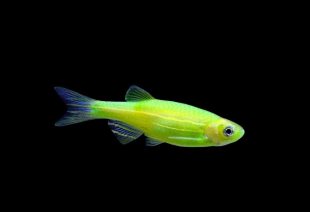 Даніо салатовий GloFish 2-3 см - фото №3