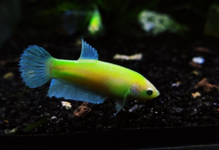 Петушок GloFish самка