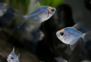 Тернеция голубая GloFish 2-3 см - фото №4
