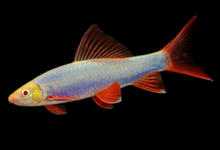 Лабео синій GloFish