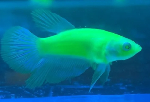 Петушок GloFish самка 3-4 см - фото №5