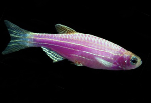 Даніо бузковий GloFish