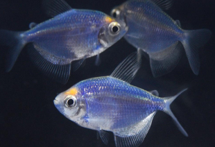 Тернеция голубая GloFish 2-3 см - фото №2