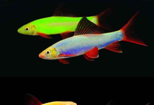 Лабео розовый GloFish 4-5 см - фото №5