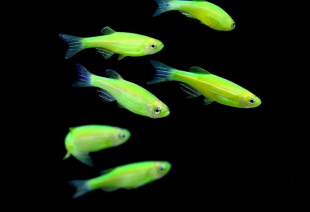 Даніо салатовий GloFish 2-3 см - фото №2
