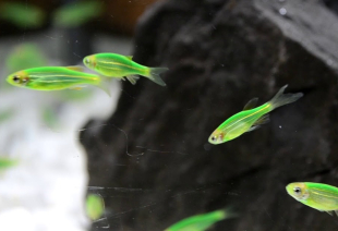 Даніо салатовий GloFish 2-3 см - фото №5
