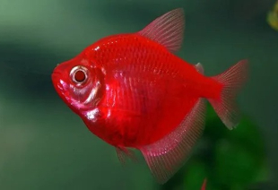 Тернеція червона GloFish 2-3 см - фото №4