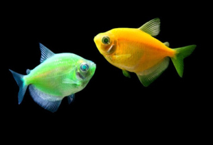Тернеція жовта GloFish 2-3 см - фото №5