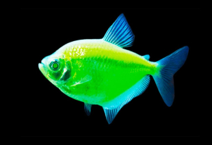 Тернеція салатова GloFish