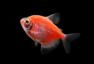 Тернеція помаранчева GloFish 2-3 см - фото №3