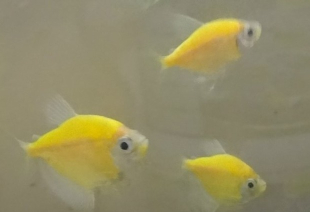 Тернеція жовта GloFish 2-3 см - фото №3