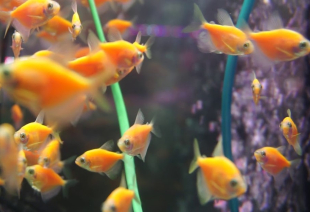 Тернеція помаранчева GloFish 3-4 см - фото №2