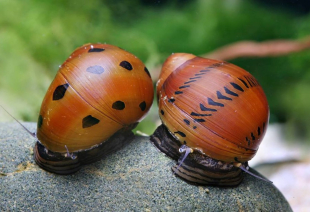Равлик неритина чорноточкова (імпорт) 2-3 см - фото №5