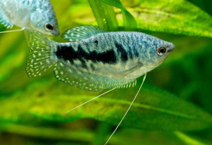 Гурами мраморный 5-6 см - фото №2
