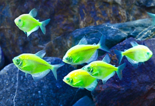 Тернеция салатовая GloFish 2-3 см - фото №3
