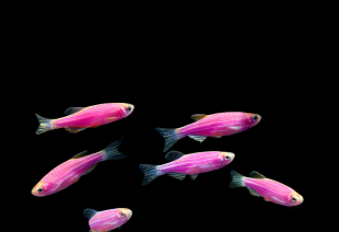 Даніо бузковий GloFish 2-3 см - фото №2