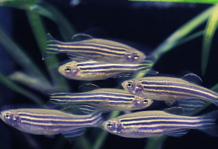 Даніо синій GloFish 2-3 см - фото №2