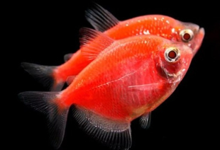 Тернеція помаранчева GloFish 3-4 см - фото №5