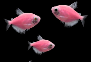 Тернеция розовая GloFish 2-3 см - фото №3