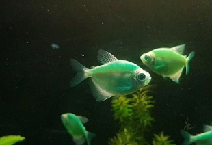 Тернеция зеленая GloFish 3-4 см - фото №4