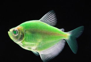 Тернеция зеленая GloFish 3-4 см - фото №3