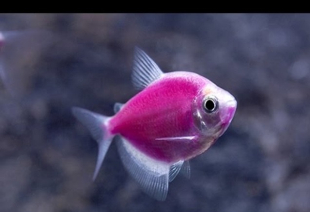 Тернеция фиолетовая GloFish 3-4 см - фото №5