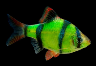Барбус суматранский зеленый GloFish