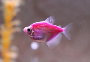Тернеція рожева GloFish 3-4 см - фото №2