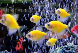Тернеція жовта GloFish 2-3 см - фото №4