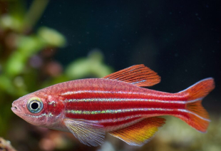 Данио красный GloFish 2-3 см - фото №5