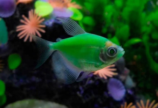 Тернеція зелена GloFish 2-3 см - фото №5