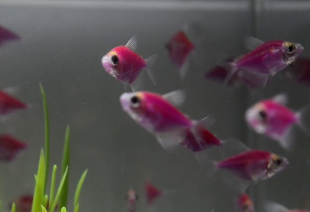 Тернеция фиолетовая GloFish 3-4 см - фото №2