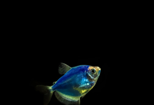 Тернеция голубая GloFish 3-4 см - фото №5