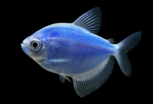 Тернеция голубая GloFish 3-4 см - фото №3