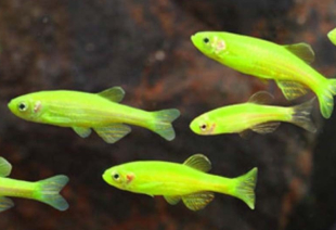 Даніо салатовий GloFish 2-3 см - фото №4