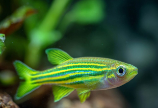 Даніо зелений GloFish 2-3 см - фото №5