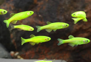 Даніо салатовий GloFish