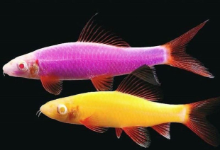 Лабео розовый GloFish 4-5 см - фото №2